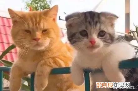 杨丞琳给李荣浩和狗的图片 这俩猫是李荣浩和杨丞琳家养的的吧,简直一毛一样!