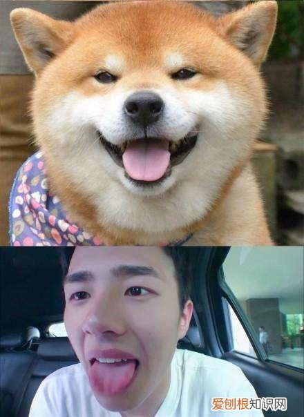 杨丞琳给李荣浩和狗的图片 这俩猫是李荣浩和杨丞琳家养的的吧,简直一毛一样!