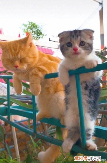 杨丞琳给李荣浩和狗的图片 这俩猫是李荣浩和杨丞琳家养的的吧,简直一毛一样!