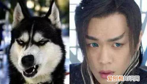 杨丞琳给李荣浩和狗的图片 这俩猫是李荣浩和杨丞琳家养的的吧,简直一毛一样!