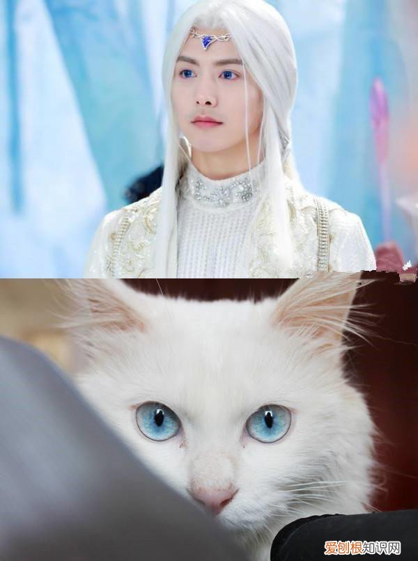 杨丞琳给李荣浩和狗的图片 这俩猫是李荣浩和杨丞琳家养的的吧,简直一毛一样!