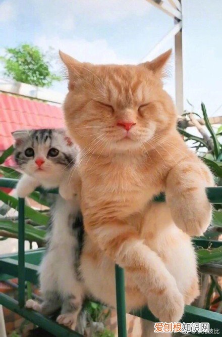 杨丞琳给李荣浩和狗的图片 这俩猫是李荣浩和杨丞琳家养的的吧,简直一毛一样!