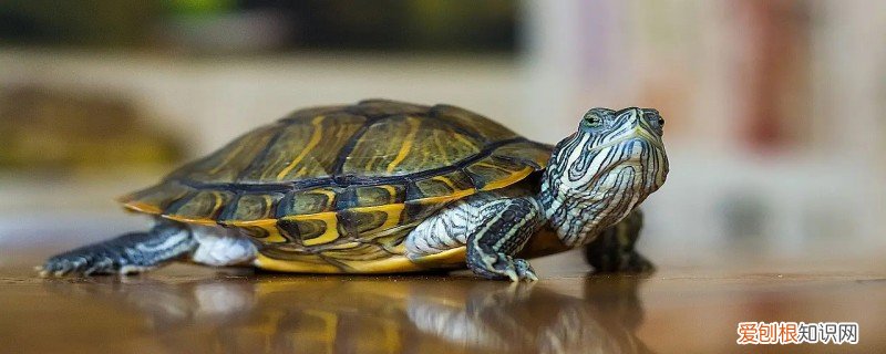 乌龟会被淹死吗 乌龟会不会被淹死
