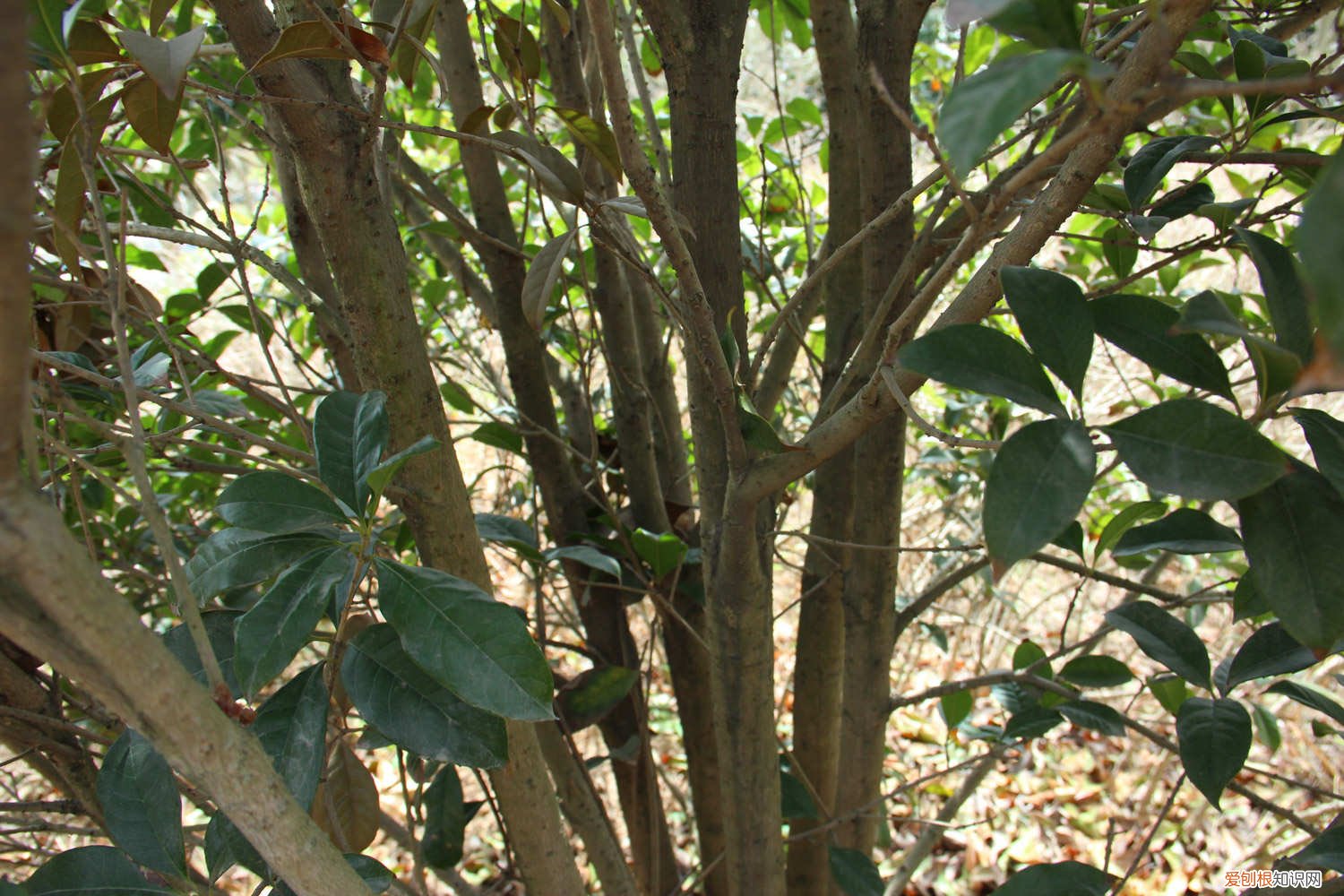 桂花用什么树桩嫁接好啊 嫁接方法图解 桂花嫁接用什么树桩