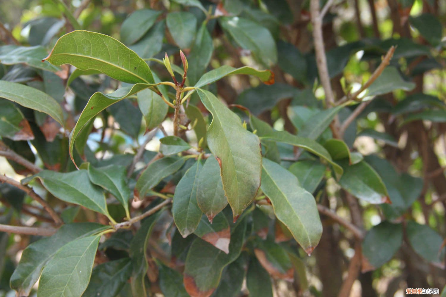 桂花用什么树桩嫁接好啊 嫁接方法图解 桂花嫁接用什么树桩