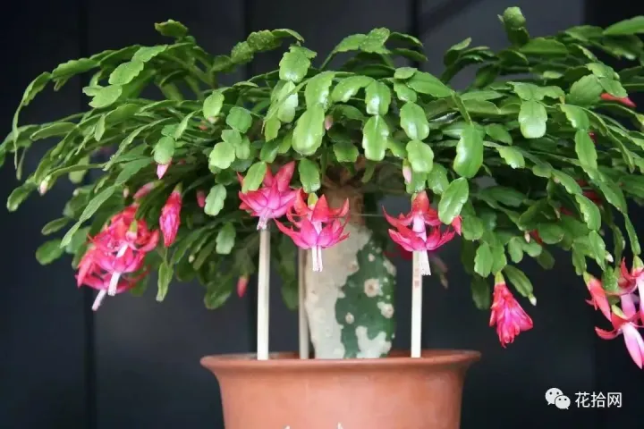 教你这样养花小说,干货 | 大神都在用的养花妙招,学会这几招,花卉蹭蹭的长!