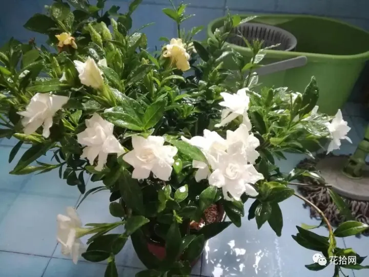 教你这样养花小说,干货 | 大神都在用的养花妙招,学会这几招,花卉蹭蹭的长!