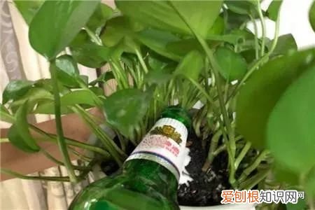 教你这样养花小说,干货 | 大神都在用的养花妙招,学会这几招,花卉蹭蹭的长!