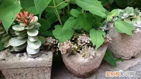 教你这样养花小说,干货 | 大神都在用的养花妙招,学会这几招,花卉蹭蹭的长!