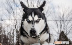 母的哈士奇非常丑吗 为什么哈士奇越长越丑