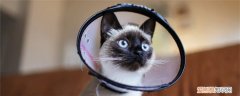 猫咪带耻辱圈怎么进食喝水 为什么要给猫咪带耻辱圈