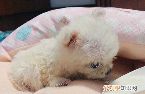 吉娃娃和泰迪生的宝宝 泰迪和吉娃娃生出来的狗狗这么好看