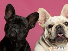 法斗生气的特征 法斗生气的表现