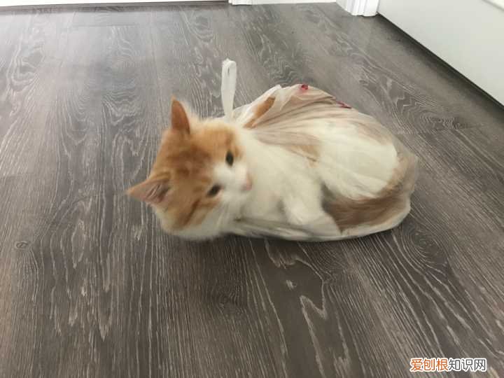 小猫咪为什么喜欢塑料袋 小猫为什么喜欢在塑料袋里玩