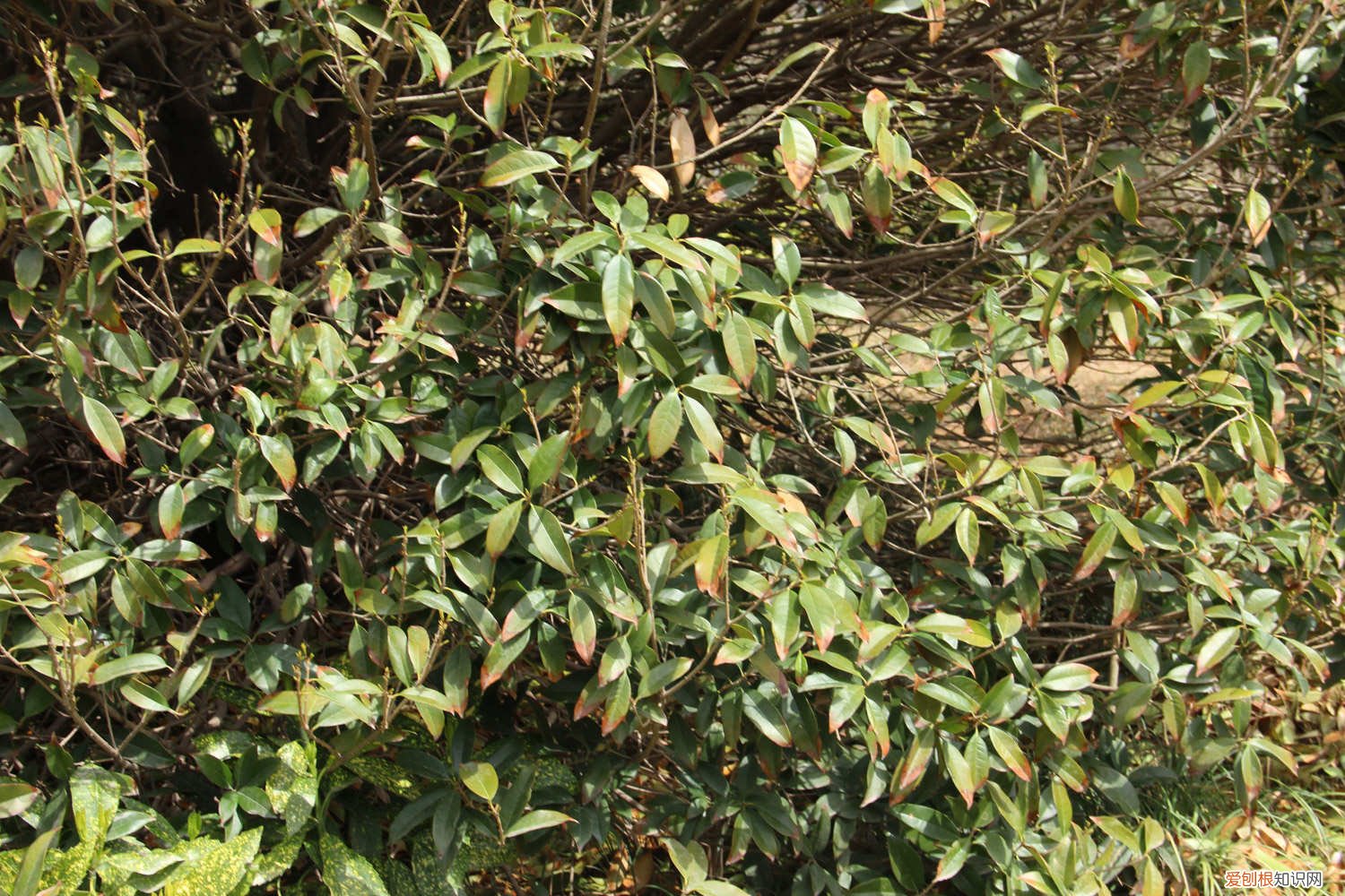 开花期的桂花怎么管理 桂花的花期有多长，花期前管理