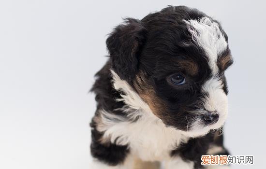 狗狗螨虫怎么去除简单方法视频 狗狗螨虫怎么去除简单方法