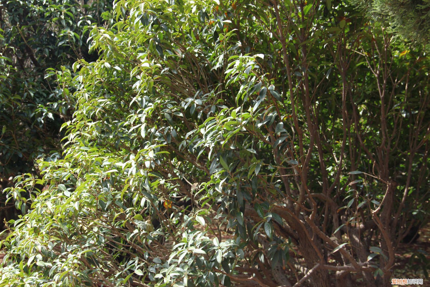 桂花花期多长开几天,影响花期长短的因素有哪些 桂花花期多长开几天,影响花期长短的因素