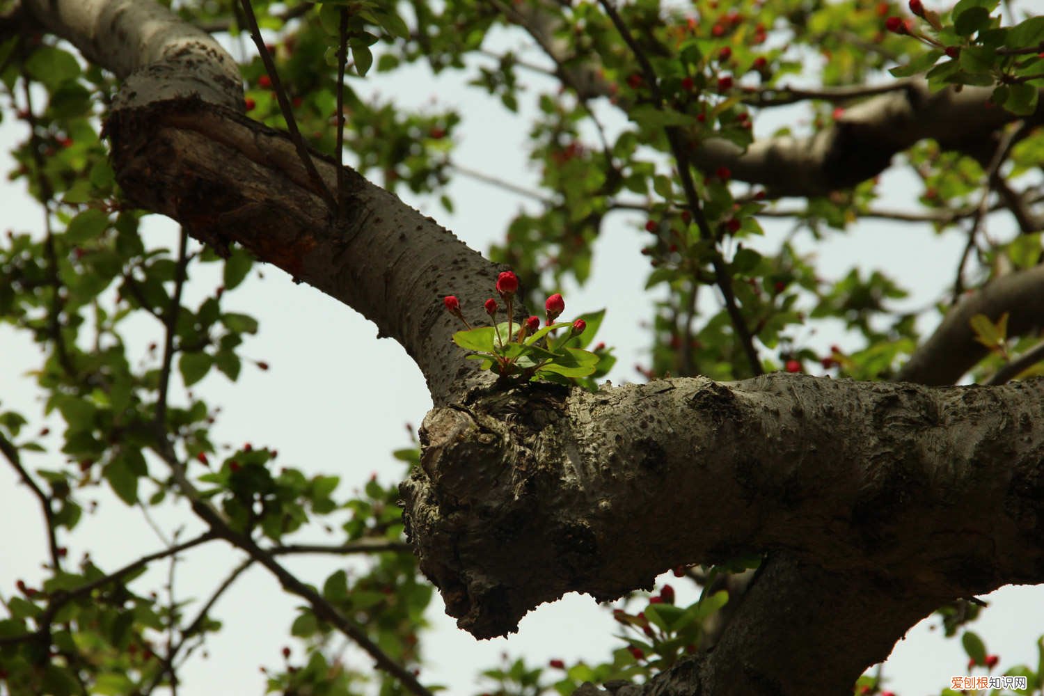 桂花花期多长开几天,影响花期长短的因素有哪些 桂花花期多长开几天,影响花期长短的因素