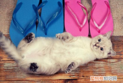 猫为什么睡在鞋上 猫为什么喜欢睡在鞋子旁边