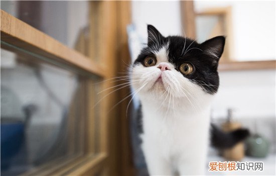 猫的足有什么特点 肉垫的作用也是很神奇的哦！