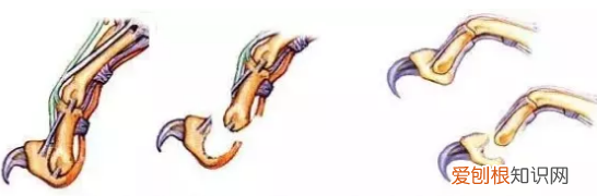 猫的足有什么特点 肉垫的作用也是很神奇的哦！