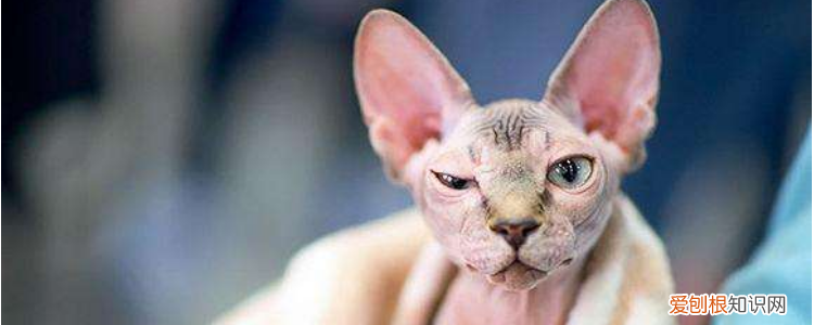 杜江的猫是什么品种 这是有名的“无毛猫”！