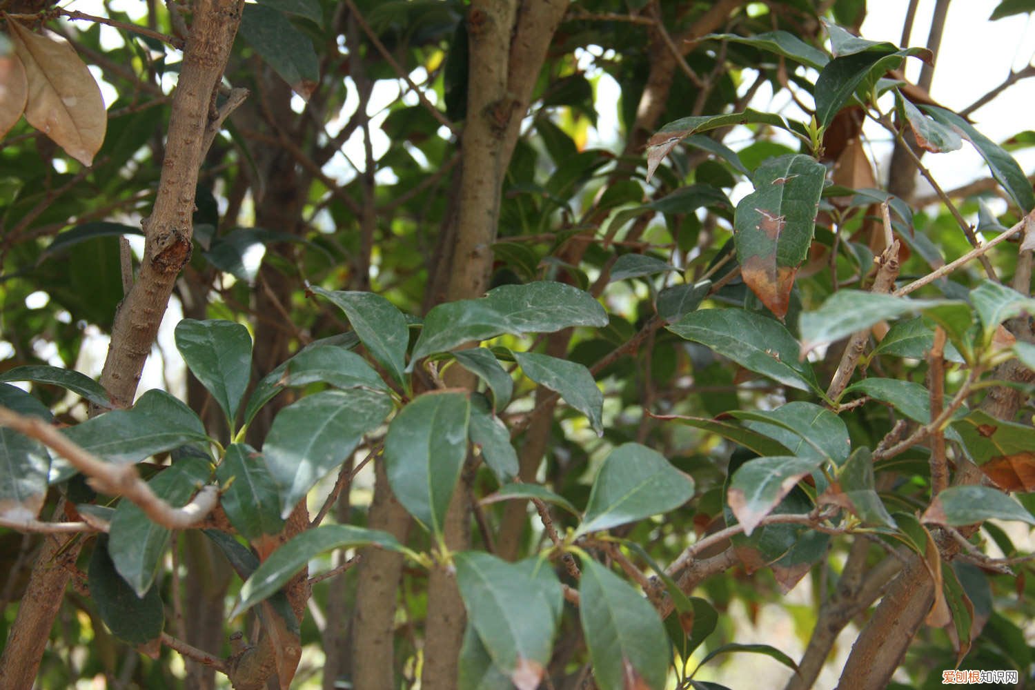 桂花开花的时候可以施肥吗 桂花花期能施肥吗，开花时怎么浇水