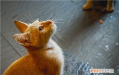 猫绝育后性格 你喜欢温柔的猫猫吗？