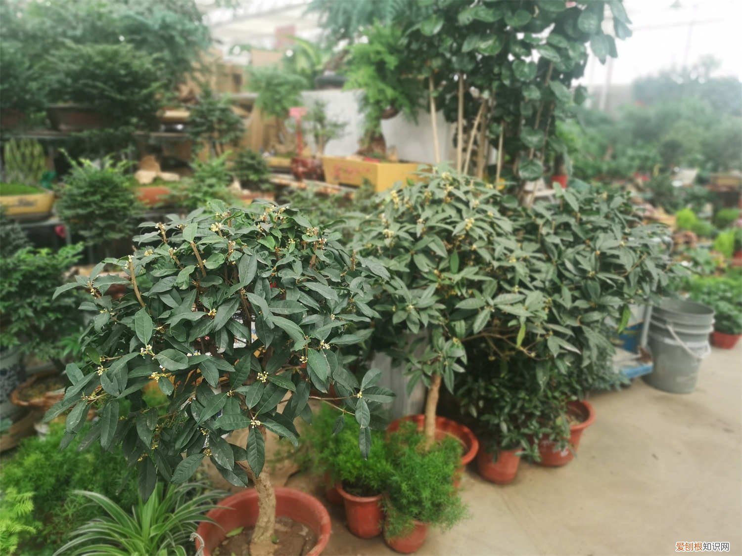 盆栽桂花花期施什么肥 桂花花期怎么护理，桂花花期需要施肥吗