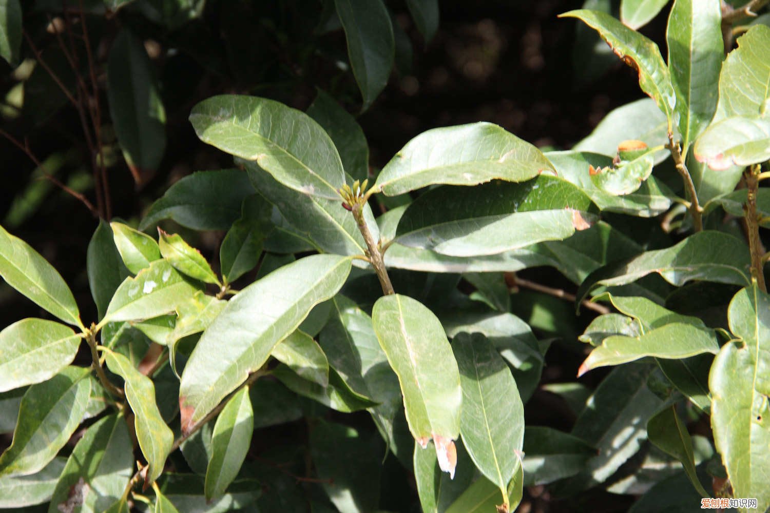 盆栽桂花花期施什么肥 桂花花期怎么护理，桂花花期需要施肥吗