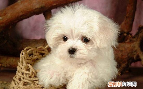 比熊小时候怎么看品相 比熊幼犬看品相的方法