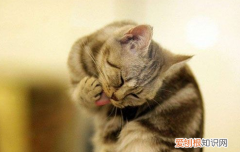 小猫为什么爱洗脸 小猫为什么喜欢一直洗脸