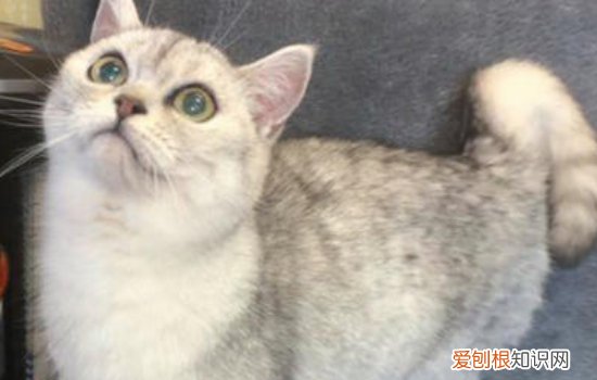 猫多久洗一次澡 看完你就知道了