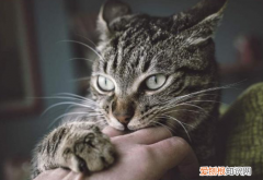 小猫为啥喜欢咬人手指 小猫为什么喜欢咬人手指又不真的咬