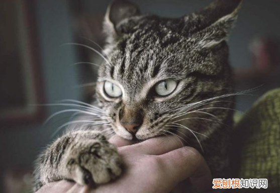 小猫为啥喜欢咬人手指 小猫为什么喜欢咬人手指又不真的咬