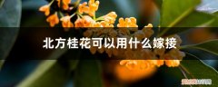 桂花怎样嫁接,什么时候最适合嫁接 北方桂花可以用什么嫁接，嫁接时间和方法