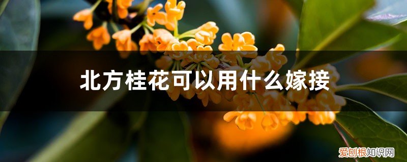 桂花怎样嫁接,什么时候最适合嫁接 北方桂花可以用什么嫁接，嫁接时间和方法