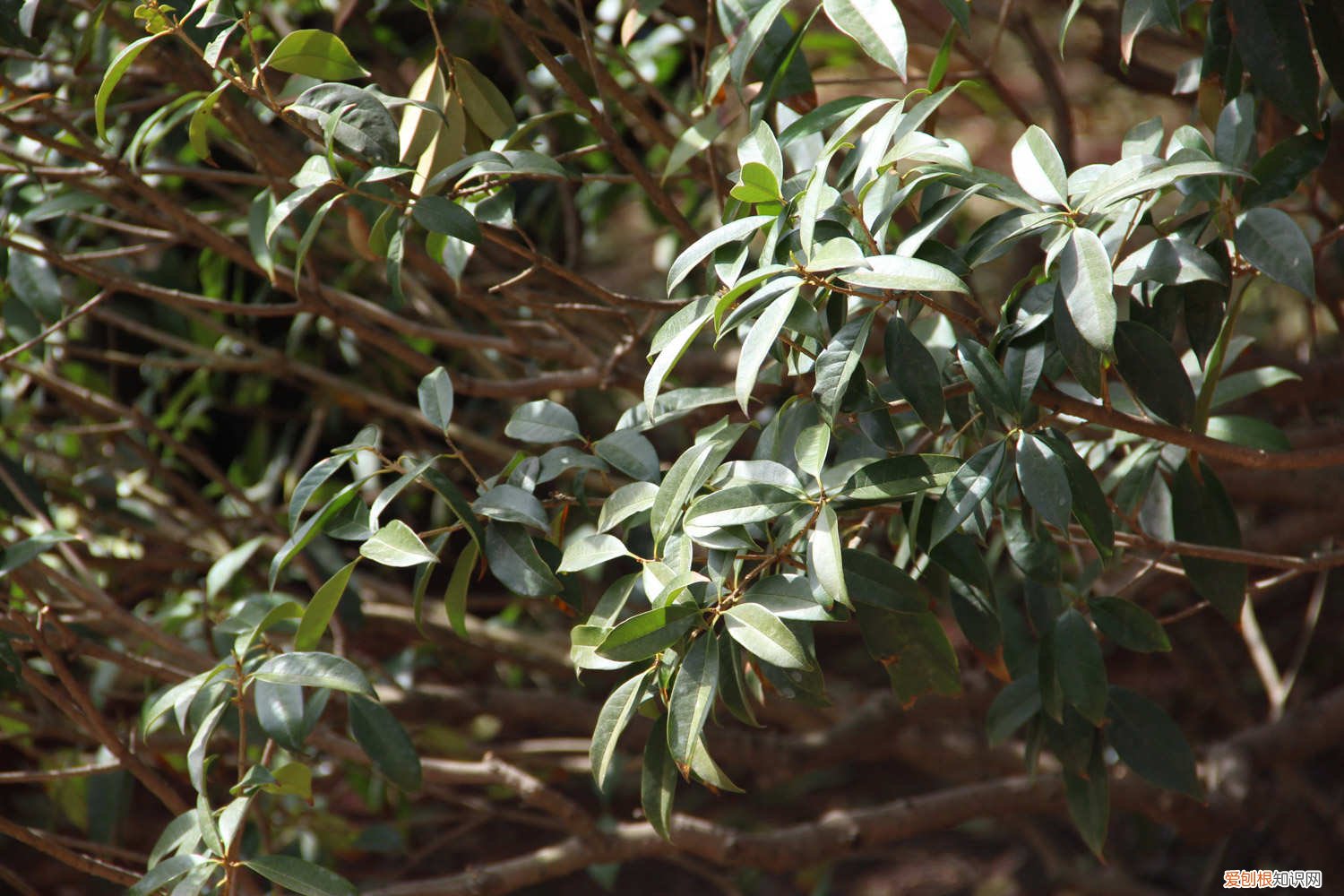 桂花北方冬天可以在庭外栽种吗 北方桂花可以种在户外吗，如何过冬