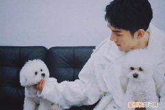 李佳琦的never是什么品种的狗 李佳琦的狗狗是什么狗