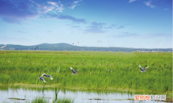 湿地生态系统的作用,湿地的生态作用有哪些