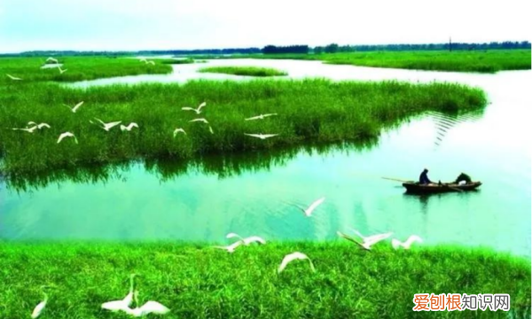 湿地生态系统的作用,湿地的生态作用有哪些