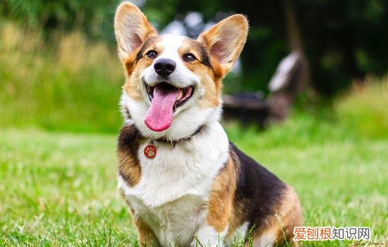 狗狗吃了可可粉多久会有反应 狗狗吃了可可粉要观察多久