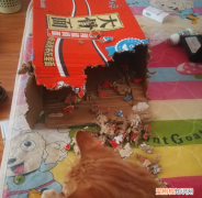 猫为什么会喜欢撕咬纸壳箱子里的纸 猫为什么会喜欢撕咬纸壳箱子
