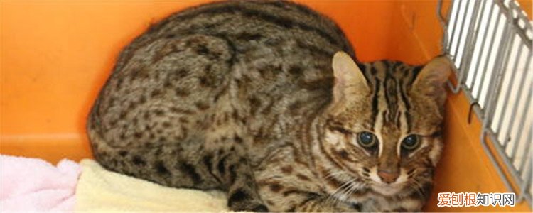 狸猫是什么猫 狸猫可以随意饲养吗