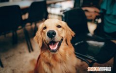 金毛开始懂事的表现 金毛犬听话的表现