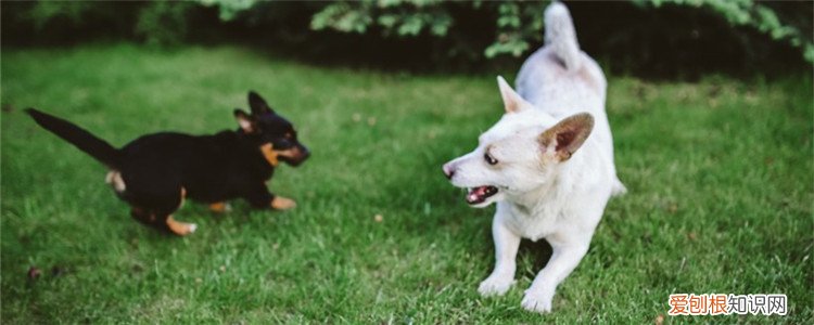 狗狗春天配种时间 公狗要将就母狗的时间