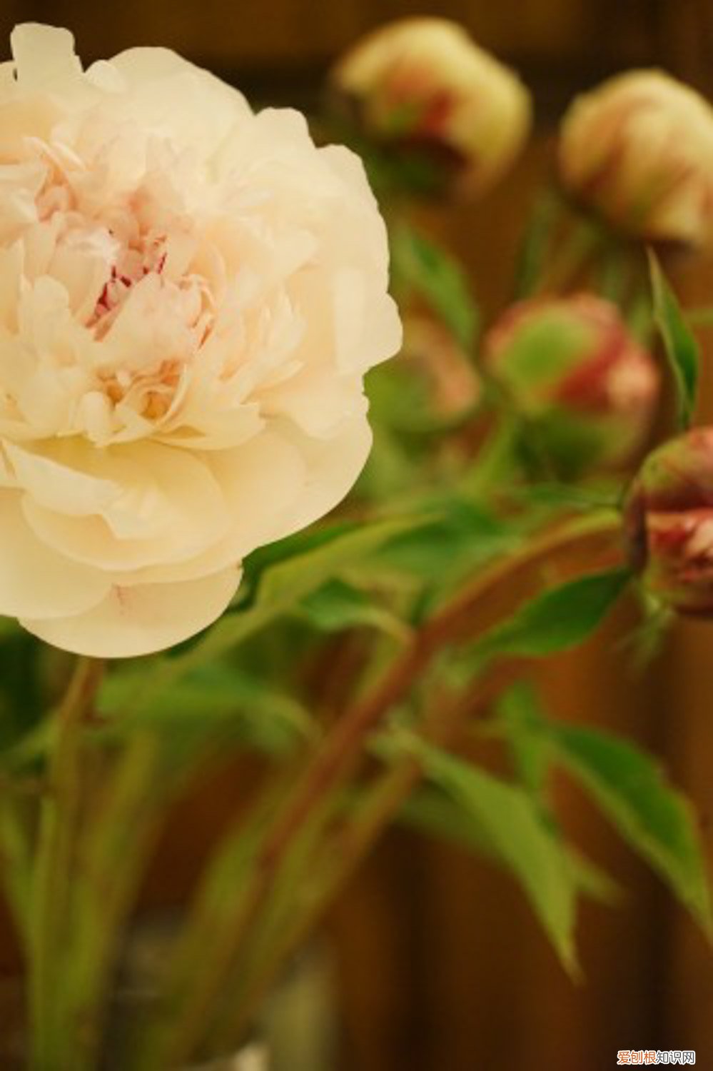 芍药种植方法有哪些 芍药是什么，怎么种植