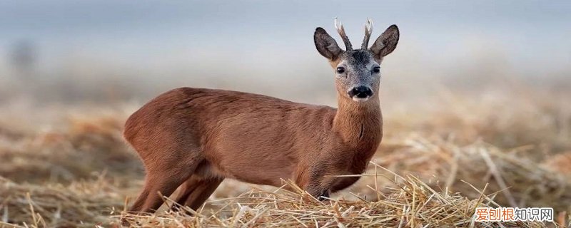 狍子是国家级保护动物吗 狍子是国家几级保护动物