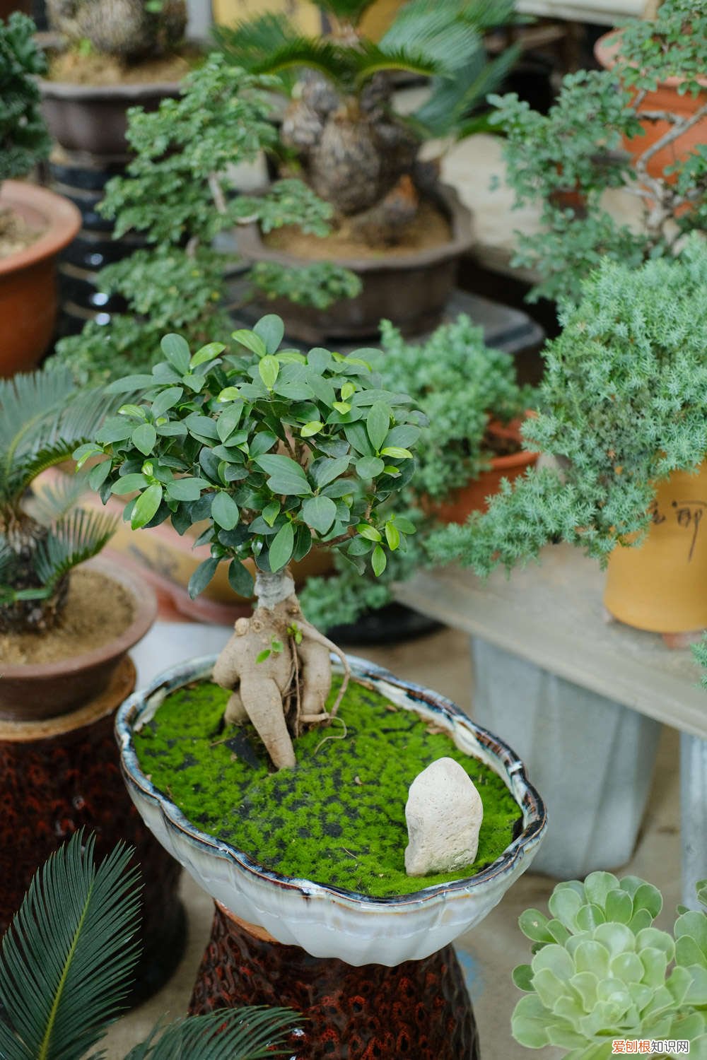 盆景人参榕树的养殖方法和注意事项 人参榕树盆景怎么养，人参榕树盆景图片