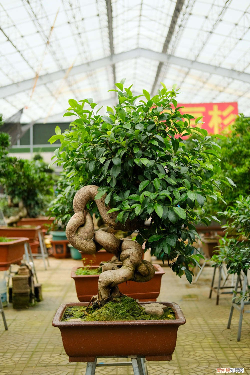 盆景人参榕树的养殖方法和注意事项 人参榕树盆景怎么养，人参榕树盆景图片